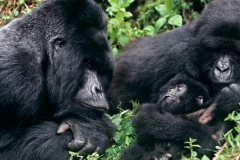 Gorillas