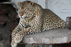 Leopard-Nkoy